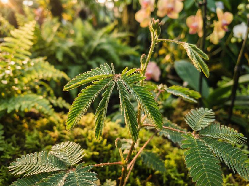 大象传媒含羞草视频